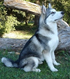 giant alaskan malamute in illinois