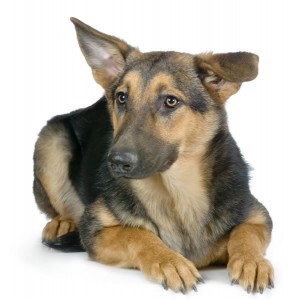 german-shepherd-3-picture.jpg