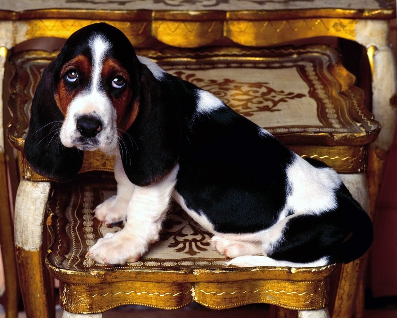 basset-hound-puppy.jpg